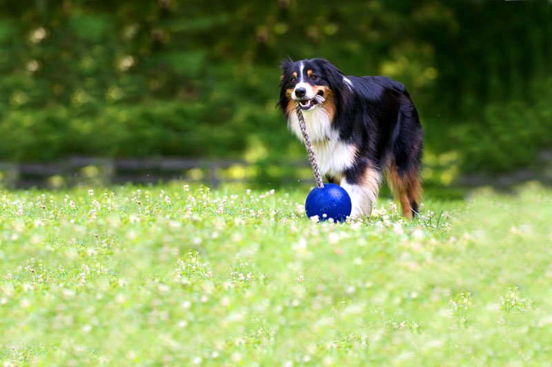pawpointPageresized Paw Point in Lake Roland park