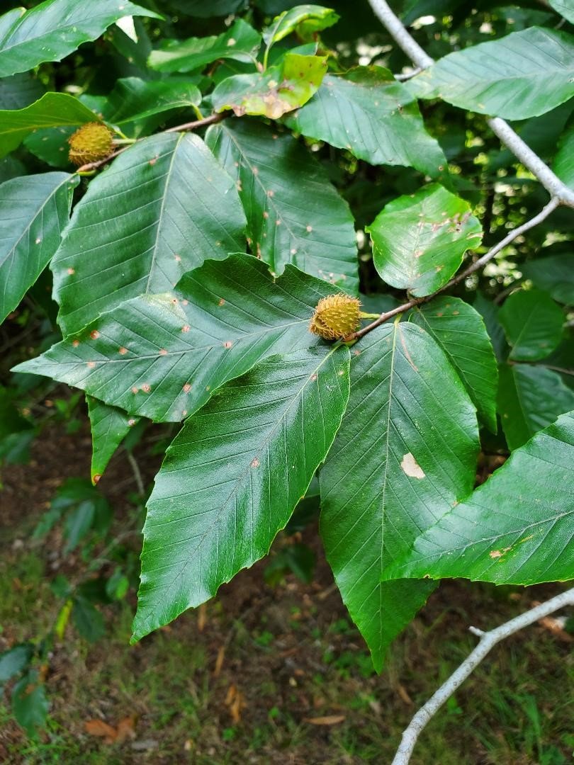 american-beech American Beech