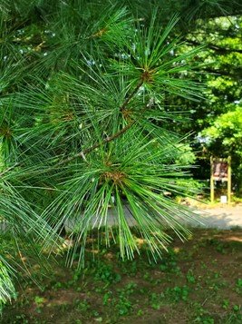 eastern-white-pine Eastern White Pine