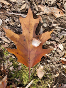 Northern Red Oak